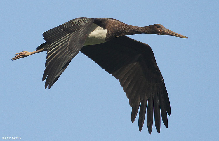  Black Stork Ciconia nigra   Beit Shean valley,Israel ,October 2010,Lior Kislev